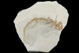 Fossil Salamander (Chelotriton) - Gracanica, Bosnia #146533-1
